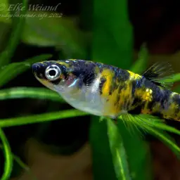 Dusky Millions Fish, photo 6