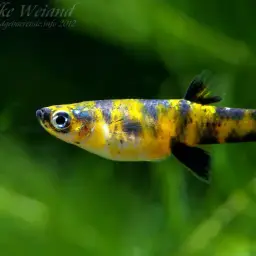 Dusky Millions Fish, photo 7