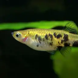 Dusky Millions Fish, photo 8