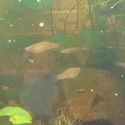 Dusky Millions Fish, photo 9
