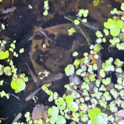 Dusky Millions Fish, photo 10