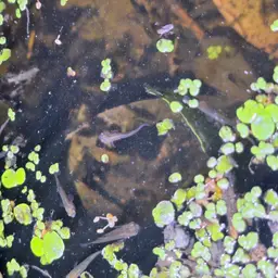 Dusky Millions Fish, photo 11