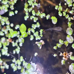 Dusky Millions Fish, photo 12