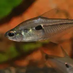 Six-eyed Tetra, photo 2