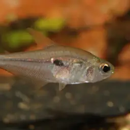 Six-eyed Tetra, photo 3