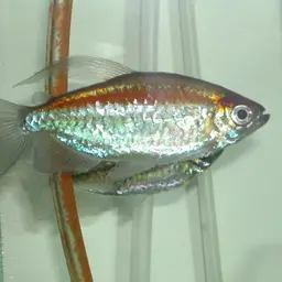 Congo Tetra, photo 2