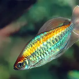 Congo Tetra, photo 3