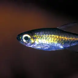 Congo Tetra, photo 4
