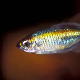 Congo Tetra, photo 5