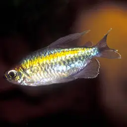 Congo Tetra, photo 6