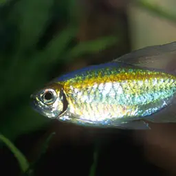 Congo Tetra, photo 7