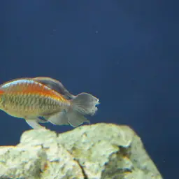 Congo Tetra, photo 8