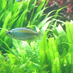Congo Tetra, photo 9