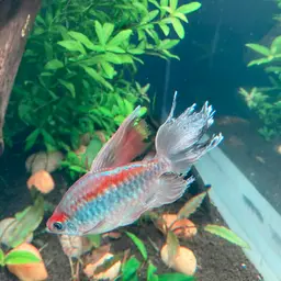 Congo Tetra, photo 10