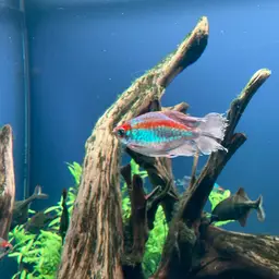 Congo Tetra, photo 11