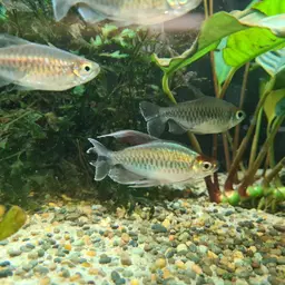 Congo Tetra, photo 12