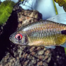 False Astyanax Tetra, photo 1