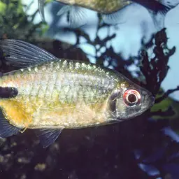 False Astyanax Tetra, photo 2