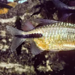 False Astyanax Tetra, photo 3