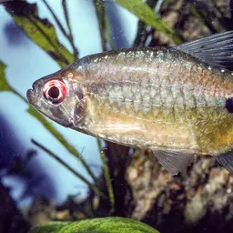 False Astyanax Tetra, photo 4