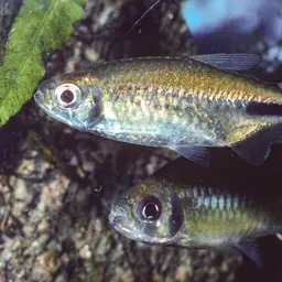 False Astyanax Tetra, photo 5