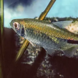False Astyanax Tetra, photo 6