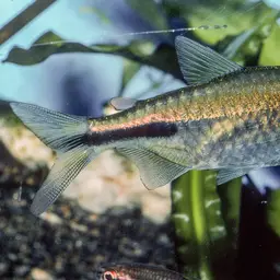 False Astyanax Tetra, photo 7