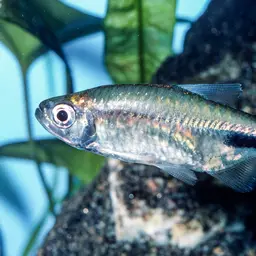False Astyanax Tetra, photo 8