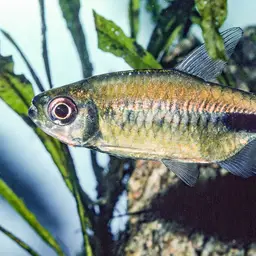 False Astyanax Tetra, photo 9
