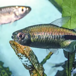 False Astyanax Tetra, photo 10