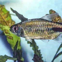 False Astyanax Tetra, photo 11
