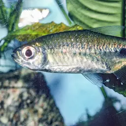False Astyanax Tetra, photo 12