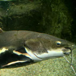 Redtail Catfish, photo 2