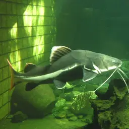 Redtail Catfish, photo 3
