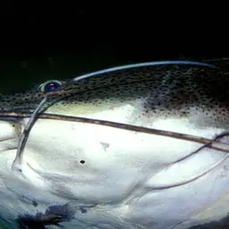 Redtail Catfish, photo 5