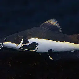 Redtail Catfish, photo 6