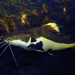 Redtail Catfish, photo 7