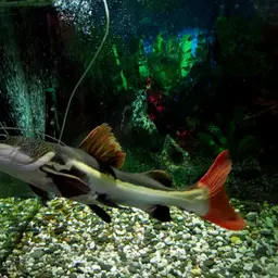 Redtail Catfish, photo 8