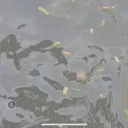 Redtail Catfish, photo 9