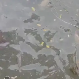 Redtail Catfish, photo 10