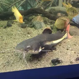 Redtail Catfish, photo 12