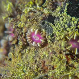 Hidden Cup Coral, photo 1