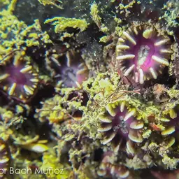 Hidden Cup Coral, photo 2