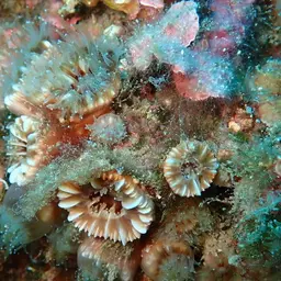 Hidden Cup Coral, photo 3