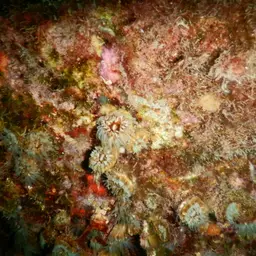 Hidden Cup Coral, photo 4