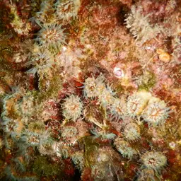 Hidden Cup Coral, photo 5