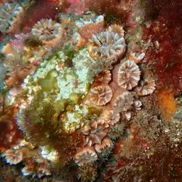 Hidden Cup Coral, photo 6