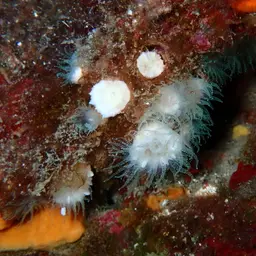 Hidden Cup Coral, photo 7