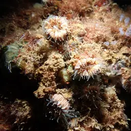Hidden Cup Coral, photo 8