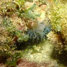 Hidden Cup Coral, photo 9